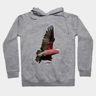 Galah_01C Hoodie